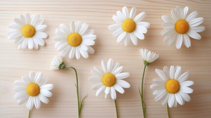 Obraz premium Fresh daisies lying on wooden table creating beautiful floral pattern