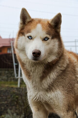 Portrait of a Laika dog, white and red, close-up.