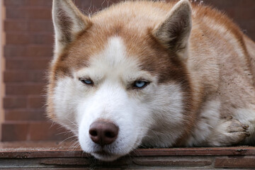 Portrait of a Laika dog, white and red, close-up.