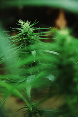 The cannabis plant is starting to flower beautifully