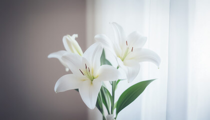 Fototapeta premium A close-up of white lilies in soft sunlight, placed near a window, enhancing the serene and peaceful atmosphere of a modern hotel room.