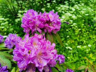 Obraz premium Vibrant purple rhododendron flowers in full bloom with lush green foliage, capturing the beauty of spring and summer nature in a close-up view.