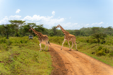 giraffe in the serengeti