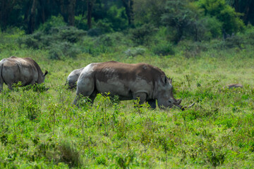 Fototapeta premium Rare family of white rhinos in Africa grazing 