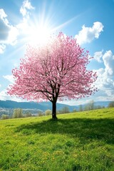Beautiful pink cherry blossom tree in full bloom on a green grass field with a blue sky and sun rays shining through the petals.