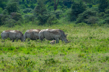 Rare family of white rhinos in Africa grazing 