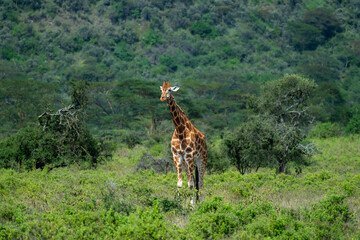 giraffe in the savannah
