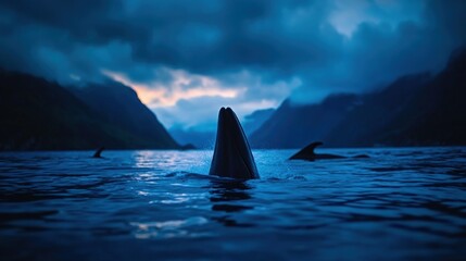 Fototapeta premium Silhouette of Dolphins at Dusk in Fjord