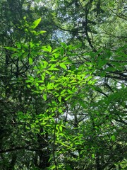 Fototapeta premium green leaf