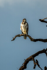 hawk on a branch