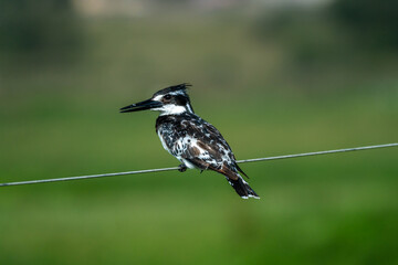 Kingfisher bird sitting on tree branch in Africa