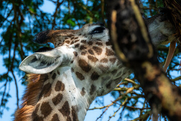 Close up of Giraffe pattern 