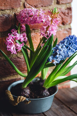 Spring floral home decor, cozy atmosphere. Bright fresh purple and pink bulbous hyacinth flowers on wooden windowsill. Springtime gardening concept. Sustainable lifestyle, earth day