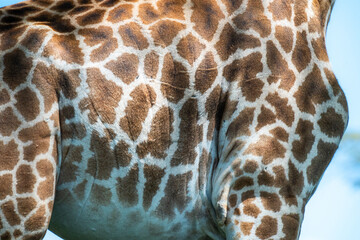 Close up of Giraffe pattern 