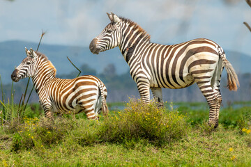 African Zebras in Kenyan conservancy