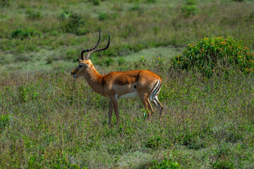 African Impala in the Serengeti fields of Tanzania 