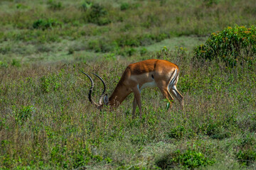 African Impala in the Serengeti fields of Tanzania 