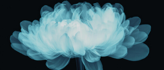 X-ray view revealing the intricate beauty of chrysanthemum petals in autumn