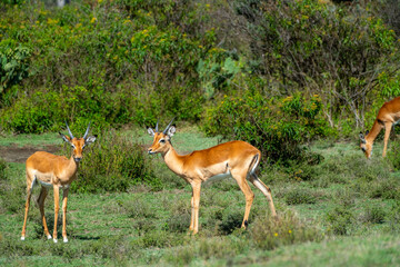 Gazelle in the fields of the Serengeti, Tanzania Africa