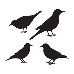 Starling bird silhouettes vector illustration, Common Starling Clipart, Starling silhouette, European starling illustration in black and white