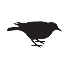 Starling bird silhouettes vector illustration, Common Starling Clipart, Starling silhouette, European starling illustration in black and white