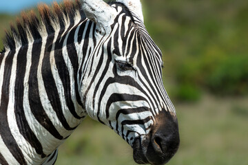 Naklejka premium African Zebras roam the Savannah 