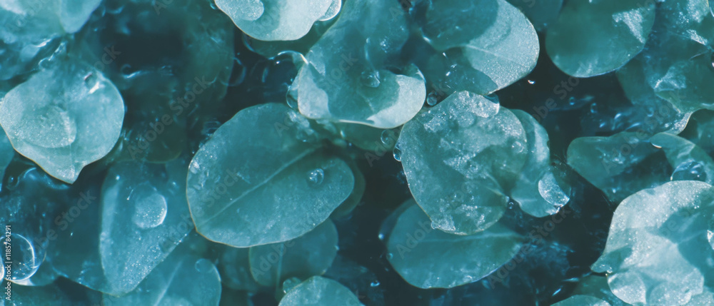 Poster Natural dew drops create a seamless pattern on vibrant green leaves in a refreshing setting