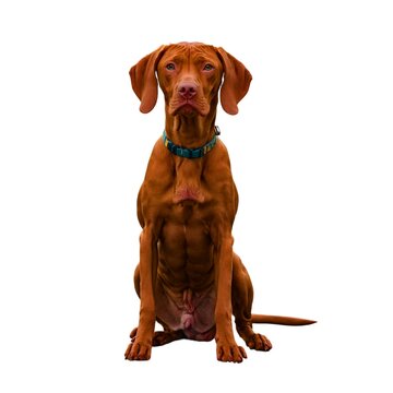 Redbone coonhound dog breed standing against white background, AI Generated Portrait of an adorable magyar vizsla looking curiously at the camera isoted on white background
