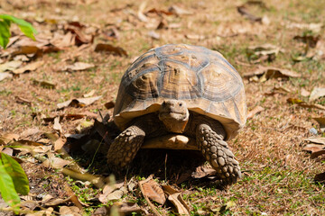 Sucata tortoise on the ground, closeup, animal