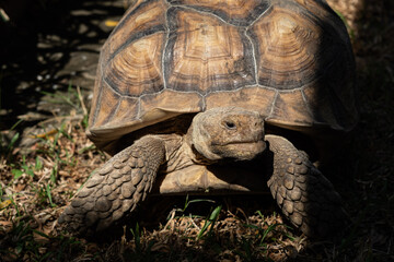 Obraz premium Sucata tortoise on the ground, closeup, animal