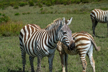 African Zebras roam the Savannah 