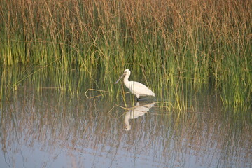 Khijadia Bird Sanctuary is at the distance of about 10 km northeast from Jamnagar (gujarat) india