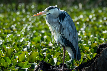 Fototapeta premium great blue heron ardea cinerea