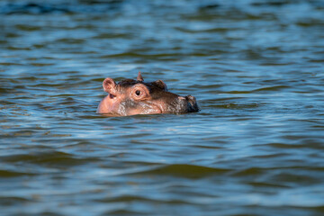 hippopotamus in water