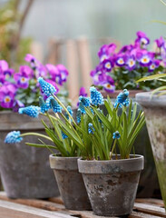 Spring decoration, tulips, daffodils, crocuses in wedge baskets on the background of a spring garden