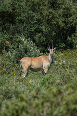 African Impala in the Serengeti fields of Tanzania 