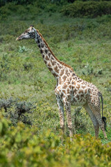 Rothschild giraffe in Maasai Mara, Kenya