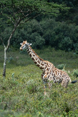 Rothschild giraffe in Maasai Mara, Kenya
