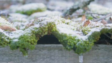 Old asbestos roof covered with moss and thin layer of snow - Powered by Adobe