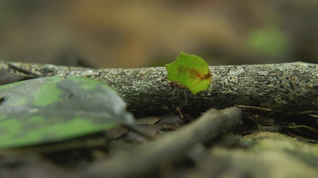 Tiny ant carries leaf across forest floor in vibrant ecosystem during daylight hours