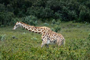 Rothschild giraffe in Maasai Mara, Kenya