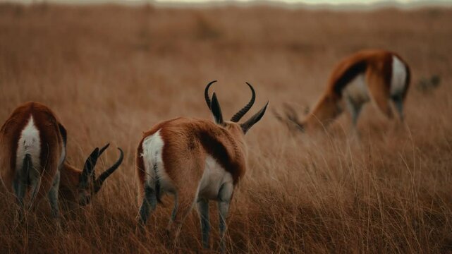 South African National Rugby team mascot live Springbok grazing in field on safari, impala deer animals in 4k