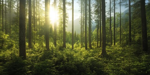 Obraz premium Lush wild wood thrives in mountainous regions, showcasing the beauty of wild wood in diverse natural landscapes and highlighting the unique features of wild wood in serene environments.