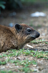 Hyrax in Kenya sitting on the rock