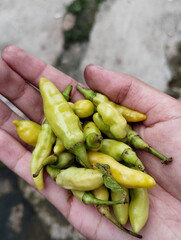 hand holding green chili Peppers
