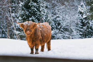 scottish highland cow in winter