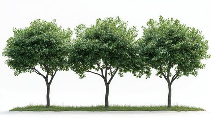 Three Lush Green Trees Isolated on White Background