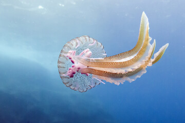 Beautiful swimming mauve stinger (Pelagia noctiuca) in the Atlantic Ocean.
