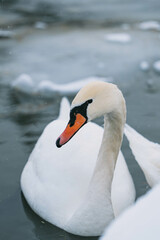 Obraz premium swan on the lake