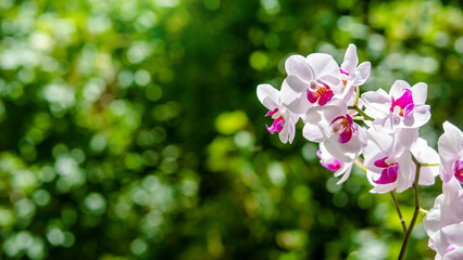 Branch of a white orchid on a green natural background

